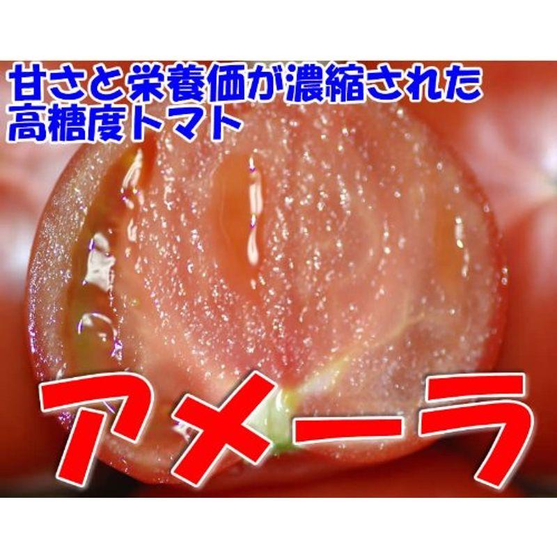 静岡産 トマト アメーラ 1kg 8~12個 化粧箱入