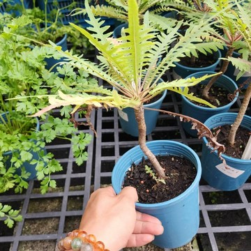 P老闆園藝~樹蒲公英 5吋盆