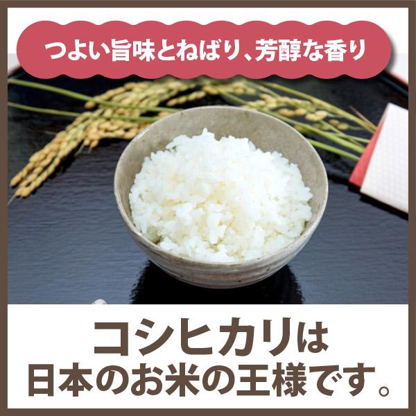 棚田米 令和5年産 熊本県こしひかり精米 10kg