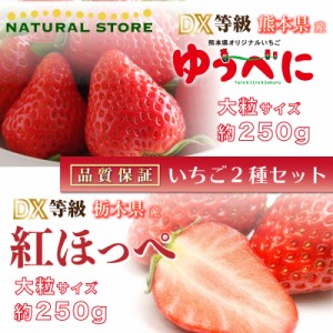 [予約 2024年1月5日-1月30日の納品] ゆうべに × 紅ほっぺ 約250g× 2パック DX 大粒サイズ 化粧箱 いちご 苺 ギフト ご贈答 食べ比べ