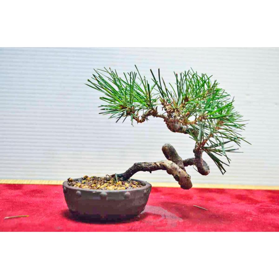 赤松 アカマツ 超ミニ盆栽 ミニ盆栽