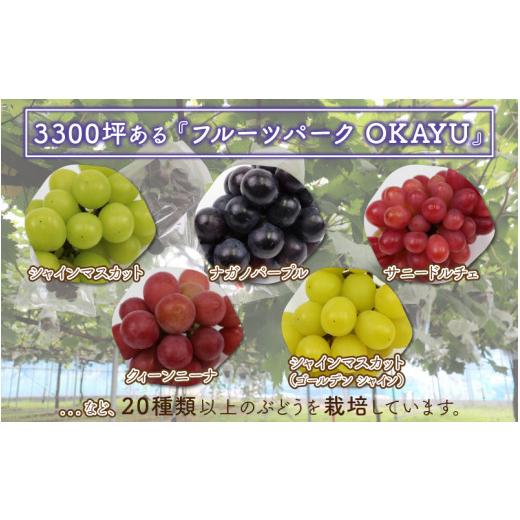 ふるさと納税 福井県 あわら市 8月特選 ぶどうセットL 1.7kg以上（3〜4房）／ 葡萄 シャインマスカット シャイン 品種 おまかせ あわら 農家おす…