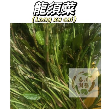 【自家採安心】龍須菜/佛手瓜苗種子｜嫩梢極品 清炒燙煮都鮮｜陽台攀藤 採不完的活體蔬菜｜免農藥 高纖維