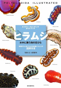 ヒラムシ 水中に舞う海の花びら 特徴がひと目でわかる各種ヒラムシの図解付き 小野篤司