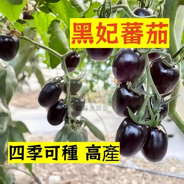 🌱早熟高產（黑妃番茄種子FQ-24）四季可種 高產 易種植 抗病性强 易生長  抗病抗旱易種植 高產爬藤蔬菜種子#果菜類