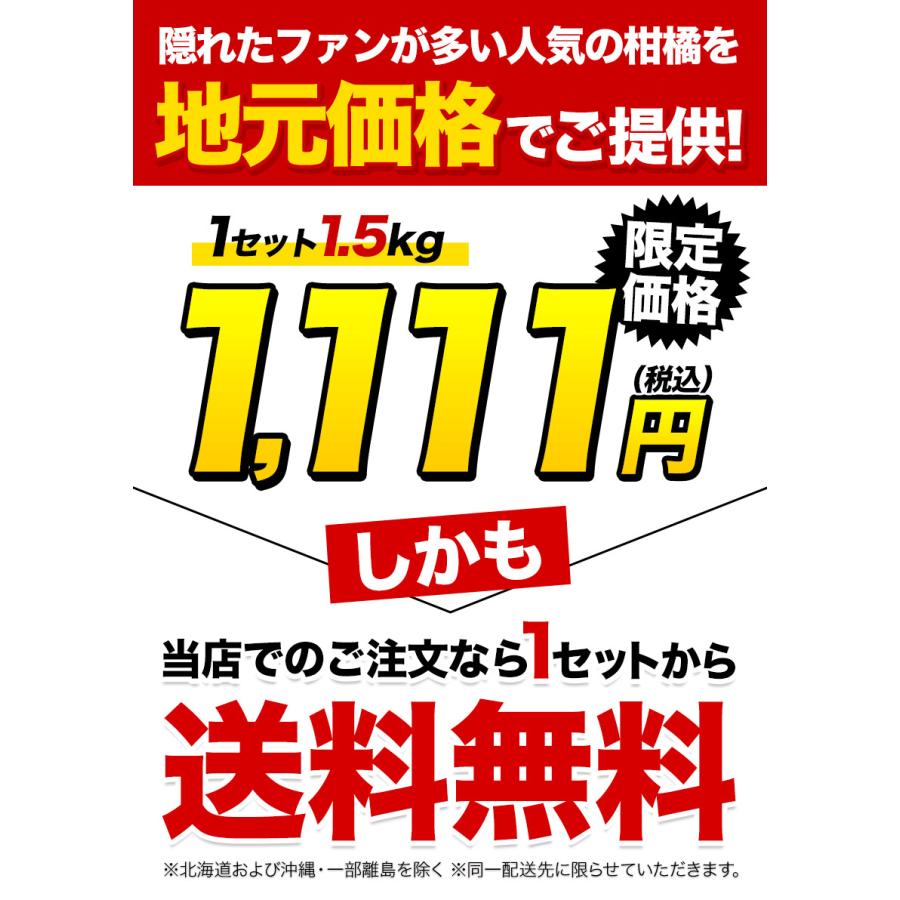 スイートスプリング 1.5kg 訳あり 熊本県産 送料無料 旬 の みかん   (3L〜Sサイズ 3L-S混合)  12月上旬〜12月下旬頃より発送予定