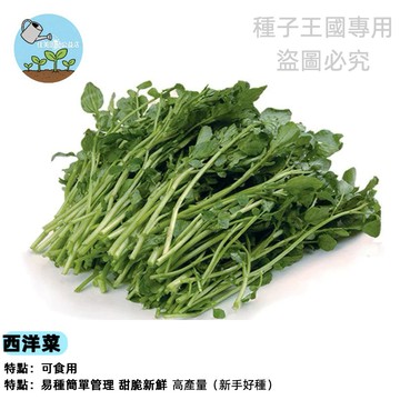 🥬【活體蔬菜盆栽】西洋菜種子(豆瓣菜/水田芥) 水耕土耕均可 現採現吃 沙拉火鍋必備 不斷採收 維他命C寶庫 室內可種