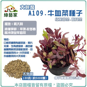 大包裝A109.牛血菜種子100克(約5000顆)紅葉甜菜 寶貝菜 牛血菜 牛血菜種子 【綠藝家】