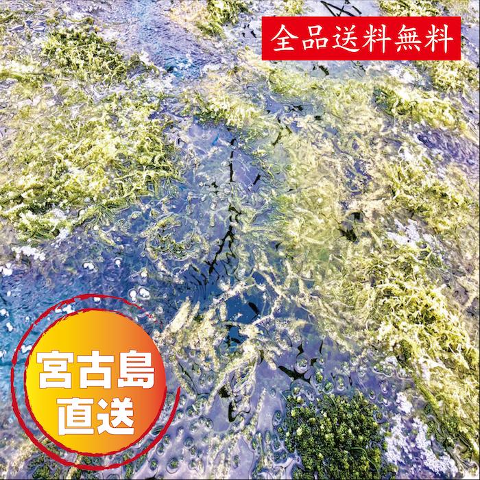 250g×2箱 250gにタレ2P　登録商標　海ぶどう　茎が多いB品です　500g 沖縄 宮古島 海ぶどう 直送 池間島 登録商標 送料無料