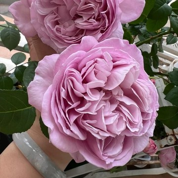 🌹（卡倫月季種子） 今年新種 現貨速發 多年生玫瑰種子  多頭豐花濃香飽滿 庭院陽台室內外盆栽花卉 綠植造景種籽