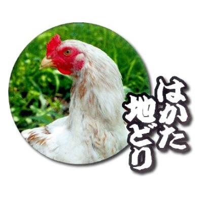 はかた 地どり 美人 鍋セット 福岡県 九州 あったか 冬 定番