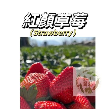台灣現貨（日本紅顏草莓種子CM-27）最多人選擇~經典品種紅草莓~丹東99草莓果肉大~香味濃~最容易種植四季可播