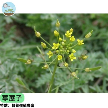 【台灣現貨】葶藶子種子 播種器/種子繁殖   陽台盆栽 園藝資材 自種樂趣 超好種 簡易照顧 居家綠化 快速發芽