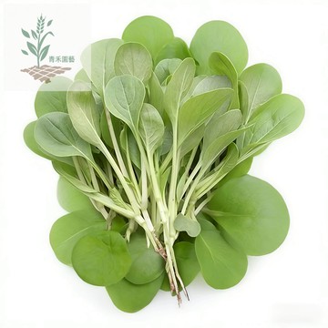 （20天吃蔬菜）高產雞毛菜種子速生小青菜種子 青梗菜新手好養抗熱蔬菜盆栽四季播種葉菜種子