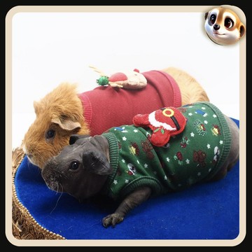 【XL-LX】荷蘭豬衣服 保暖新年聖誕 拍照 模特 豚鼠衣服 兔子衣服 寵物服飾