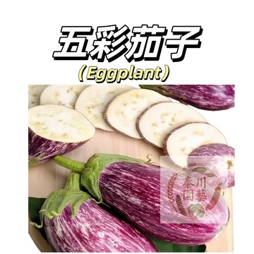 嘉義現貨（五彩茄種子QZ-10）雞蛋茄 大果紫黑茄子種子新手易種爬藤家庭蔬菜 四季播種高產農家果菜種子