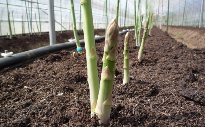 定期便 野菜セット 年4回 春夏秋冬 おまかせ 10～15種 旬 朝倉市産 配送不可 離島