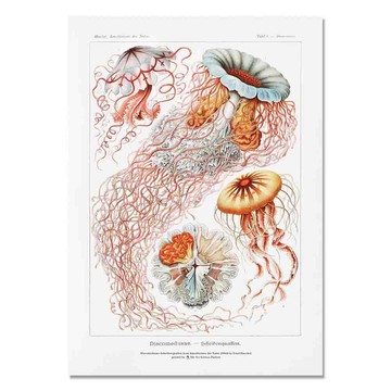 A3圖鑑海報-復刻海洋(5款)