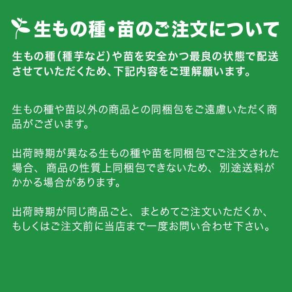 セール♪国産 青森県産　ニンニク種子 にんにく種子  福地ホワイト　Lサイズ　500g＋肥料1kg付き