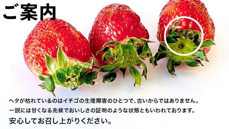 2024年1月中旬より順次発送 数量限定 農家直送 ♪ 八千代町産 いちご ボリュームパック （ 350g 以上 × 4パック 計約 1400g 以上） 人気 の 詰め合わせ セット イチゴ 苺 季節限定 茨城県 フルーツ 果物 食べ比べ セット スムージー ケーキ [AJ002ya]