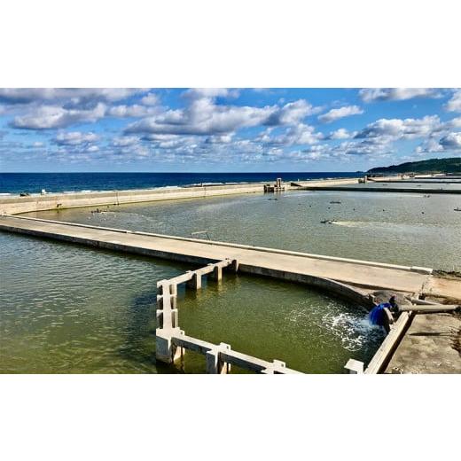 ふるさと納税 沖縄県 久米島町 活き〆急速冷凍車海老：大500g