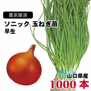 玉ねぎ苗 早生 ソニック 1000本束 山口県産  野菜苗 家庭菜園 ガーデニング