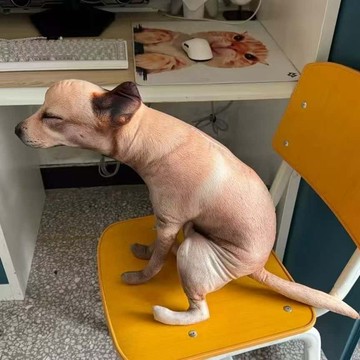 萌趣狗子嗯嗯造型抱枕 搞怪有趣毛絨玩偶 靠枕靠墊 寵物拉屎造型抱枕 抽象萌趣 仿真小狗 家居擺件玩偶狗