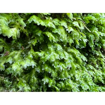 苔鑽🍀❗️買1送1❗️擬油苔「片裝3*3cm」微景觀 苔蘚生態造景 半水景生態缸 苔蘚 微景觀造景 DIY 生態瓶造景