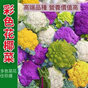 花椰菜種子 青花菜  青花苔種子  蔬菜自種盆栽 有機栽種 家庭菜園 陽台種植 食用蔬菜 播種栽培