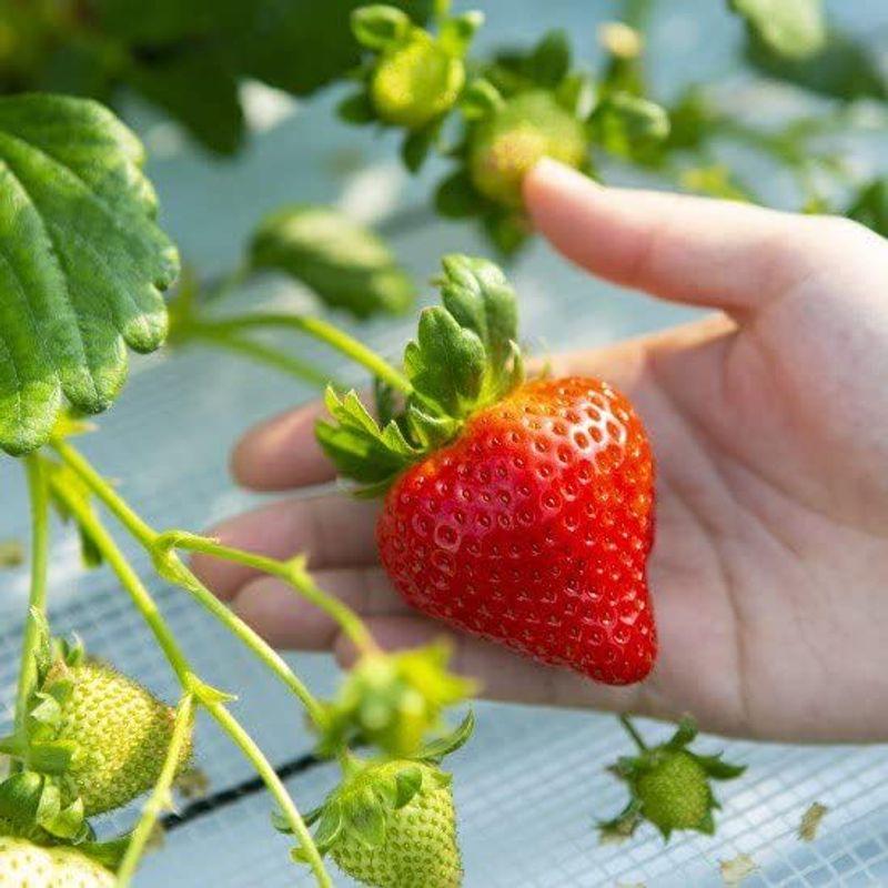 朝摘み冷凍いちご 600g いちご 苺 イチゴ 冷凍 朝摘み 恋みのり 紅ほっぺ かおりの 果物 フルーツ ご家族用 ご家庭用 鹿児島県産