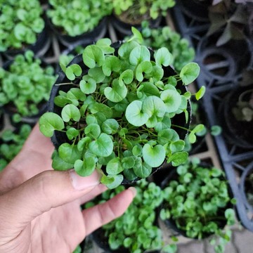 P老闆園藝~馬蹄金 3吋盆