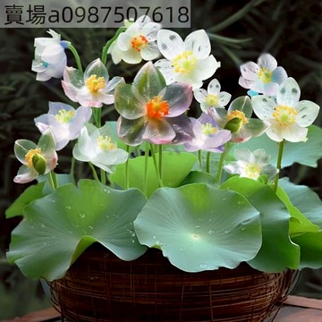 熱銷 新品睡蓮（5粒）三天出芽 水培 稀有碗蓮 已開口 新品碗蓮種子 四季種植 水培水養 四季開花 水培碗蓮種子