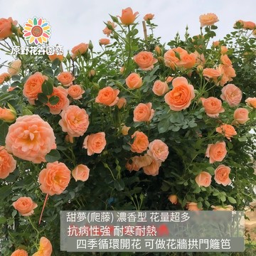 青禾園藝-甜夢薔薇花種子（MG-12）Rose橙色大花爬藤玫瑰種子庭院陽台灑下就能活懶人觀賞花卉花海種子#自留種