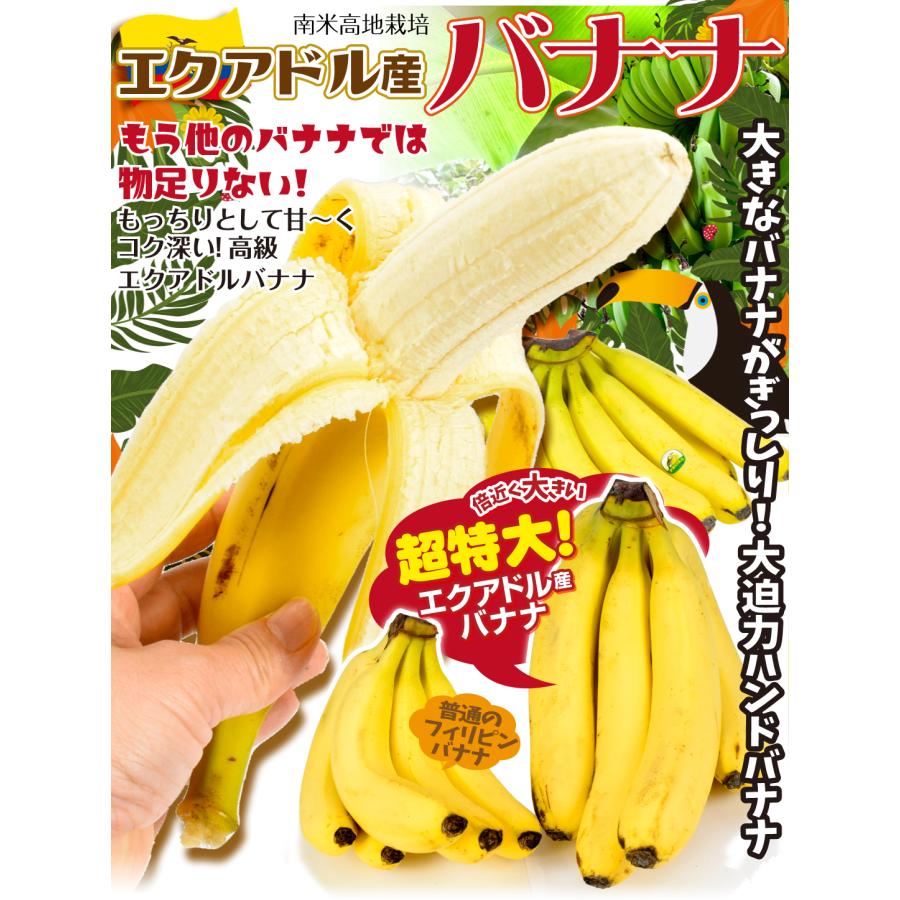 バナナ 1房 エクアドル産 特大バナナ ご家庭用 ハンドバナナ 約2〜3kg前後  送料無料 食品