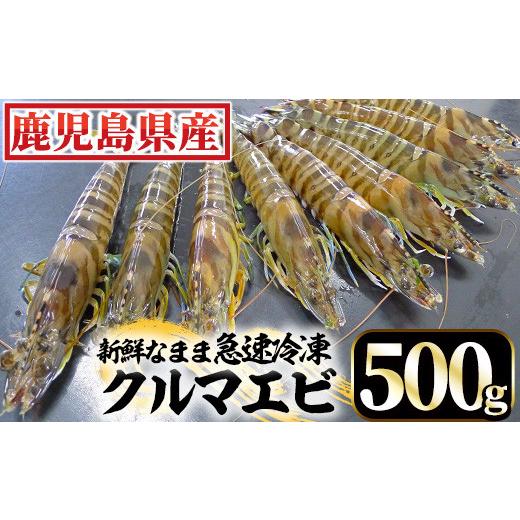 ふるさと納税 鹿児島県 いちき串木野市 A-1538 鹿児島県産！冷凍クルマエビ 500g 10尾（25g／尾）×2袋でお届け!!