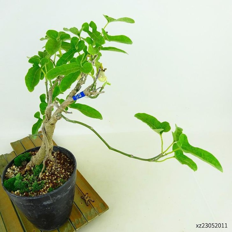 盆栽 馬の鈴草 樹高 約20cm うまのすずくさ Aristolochia debilis