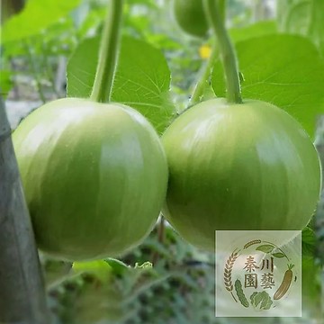 【台灣現貨】蘋果瓠瓜 ，坐果率高。果實偏圓型，瓜色油綠有光澤，肉質厚，細嫩多汁。#果菜類