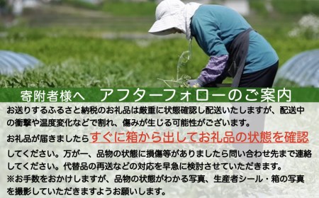 先行予約 すいか スイカ 尾花沢すいか 6Lサイズ 約11kg×1玉 8月1日～8月10日頃発送 令和6年産 2024年産 尾花沢 スイカ すいか JA ja-su6xx1