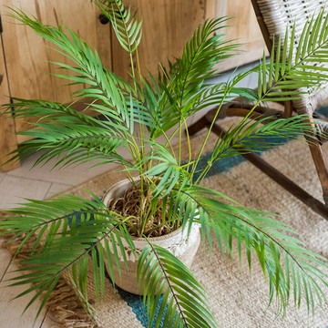 掬涵 仿真散尾葵葉束綠植花藝套裝擺件清新自然北歐禮物大葉片