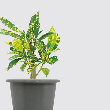 │ 窯瓷系列 │ 灑金變葉木 - 莫蘭迪 瓷器 水耕盆栽 室內植物