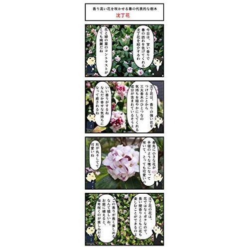 沈丁花苗 ジンチョウゲ白花