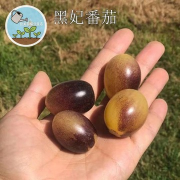 【新品番茄】日本黑妃番茄種子FQ71 黑番茄 紫黑蕃茄種子 黑鑽番茄 高甜水果小番茄 陽台盆栽種植 可生吃 美味珍品