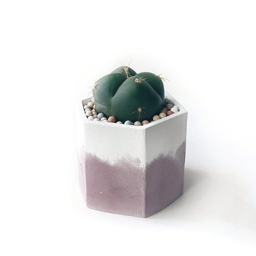 莫蘭迪粉系列 | 四稜聖王丸 六邊形雙色水泥仙人掌植栽