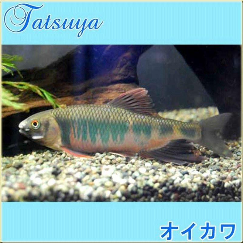 オイカワ 10匹 川魚 通販 Lineポイント最大0 5 Get Lineショッピング