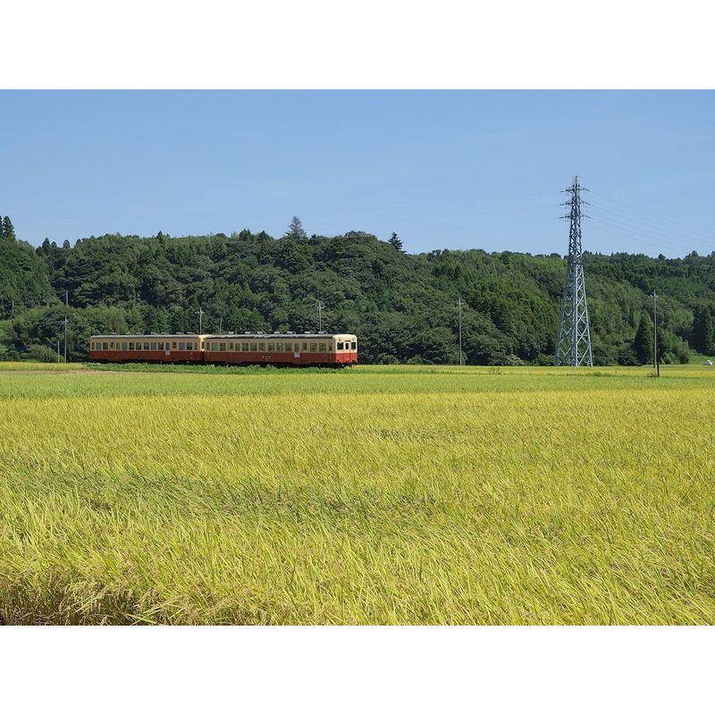 パールライス 千葉県産 無洗米 コシヒカリ 5kg