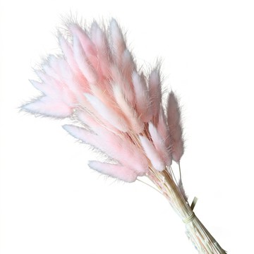 乾燥花 兔尾草 60支  淺粉色