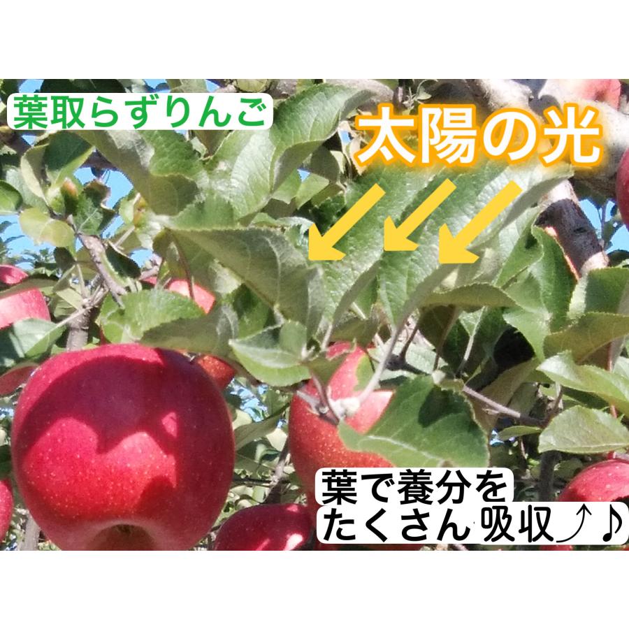 青森サンふじりんご＆王林 りんごセット 約5kg(12〜18玉) 食べくらべセット 新鮮果物 内祝いお礼 果物 詰合せ さんふじ おうりん