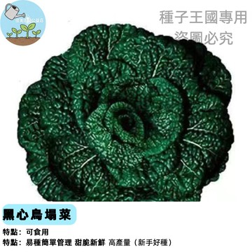 烏塌菜種子 百葉塔菇菜 黑心白菜苗 秋冬蔬菜種籽 家庭菜園盆栽專用 耐寒綠葉蔬菜 臺灣農場直送 有機栽培可食用