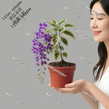 台灣現貨金邊連翹種子（100粒）濃香型 四季種植 多年生 盆栽庭院 四季常青耐寒耐熱四季花卉 泰國垂絲茉莉種子