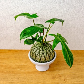 苔球植物 龍爪蔓綠絨墨綠苔球加磨砂高腳缽 苔球 苔玉 禮物 送禮